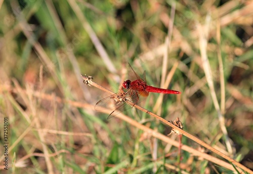 Red dragonfly on a blade of grass close up