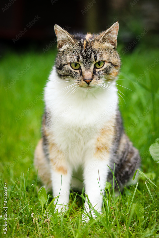 Obedient cat sits in grass. Funny kitten face. Domestic cat with green eyes and colourful head is waiting for signal. Taken look. Felis catus domesticus. Ready to go.