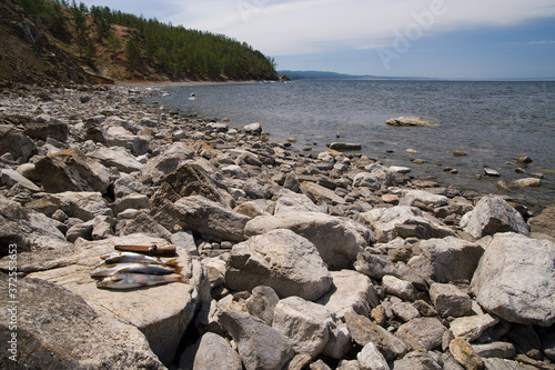 Fresh fish  on the shore of Olkhon Island on Baikal Lake at sunny day. Natural background, summer cruises and travel photo