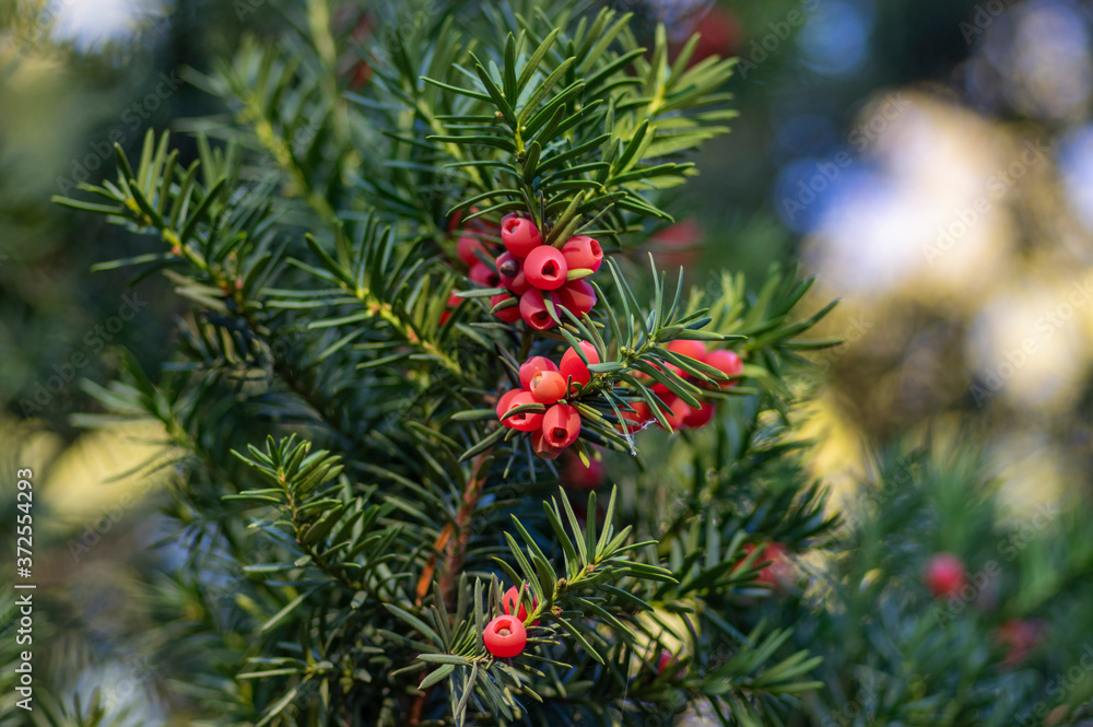 Taxus baccata European yew is conifer shrub with poisonous and bitter red ripened berry fruits Taxus baccata European yew is conifer shrub with poisonous and bitter red ripened berry fruits