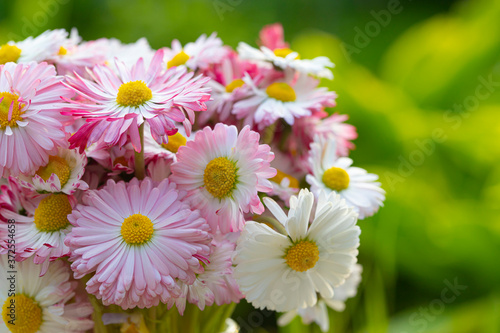 Bouquet of beautiful English daisy flowers in pink cup against sparkle background. Summer  little chamomile.