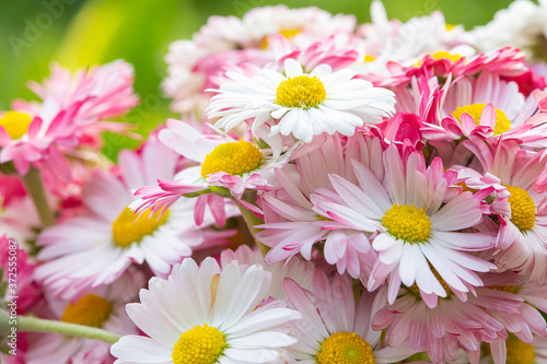 Bouquet of beautiful English daisy flowers in pink cup against sparkle background. Summer  little chamomile.