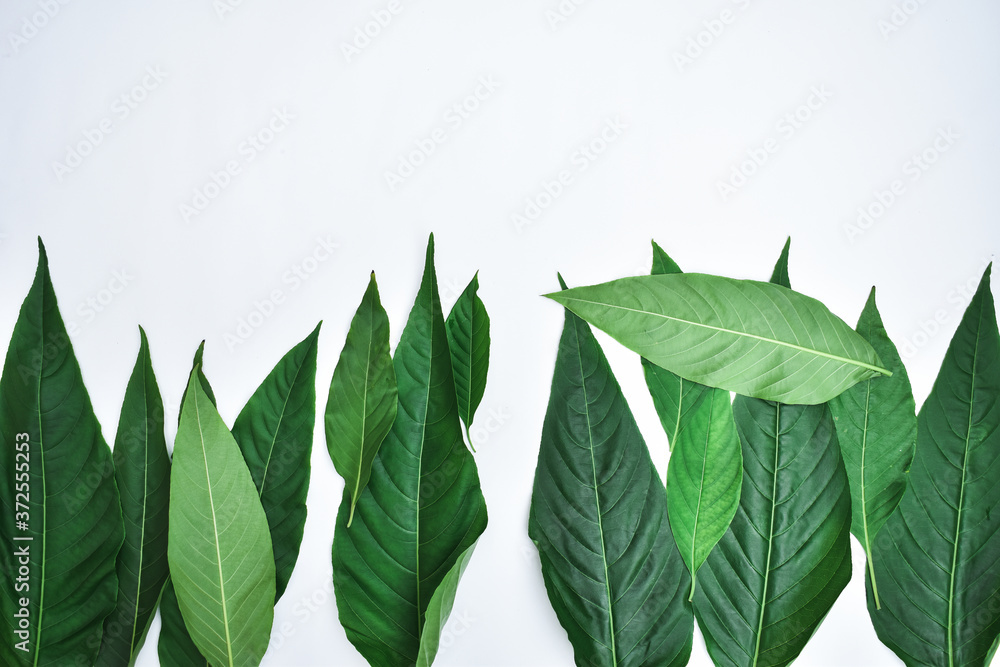 Obraz premium Creative minimal arrangement of leaves on bright white background. Flat lay. Natural concept.
