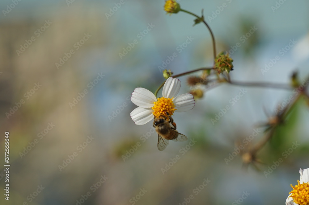 Honeybee on a flower Honeybee on a flower