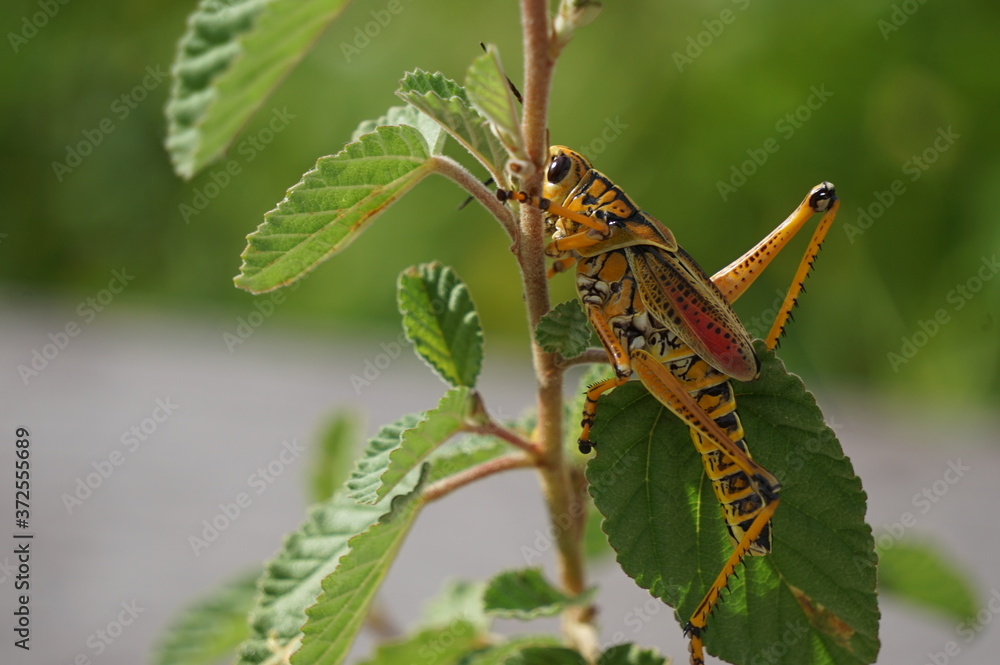 Fototapeta premium Grasshopper in the Everglades