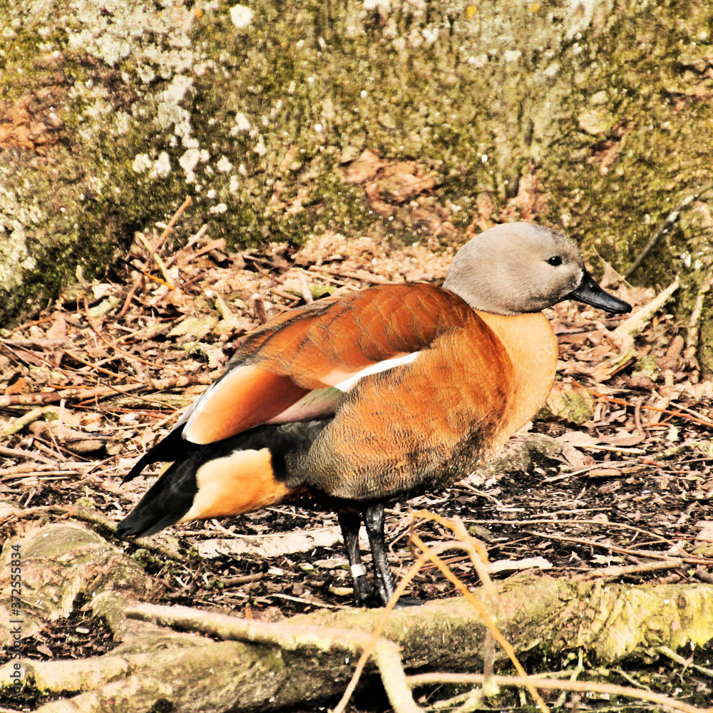 A view of a Ruddy Shelduck on the water A view of a Ruddy Shelduck on the water