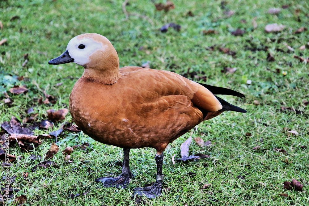 A view of a Ruddy Shelduck A view of a Ruddy Shelduck
