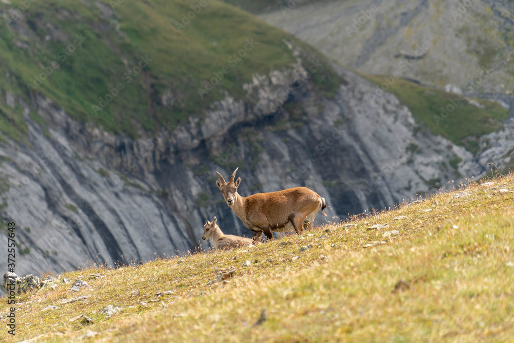 Steinbock, Mutter mit Jungtier, Geiss und Kitz Steinbock, Mutter mit Jungtier, Geiss und Kitz