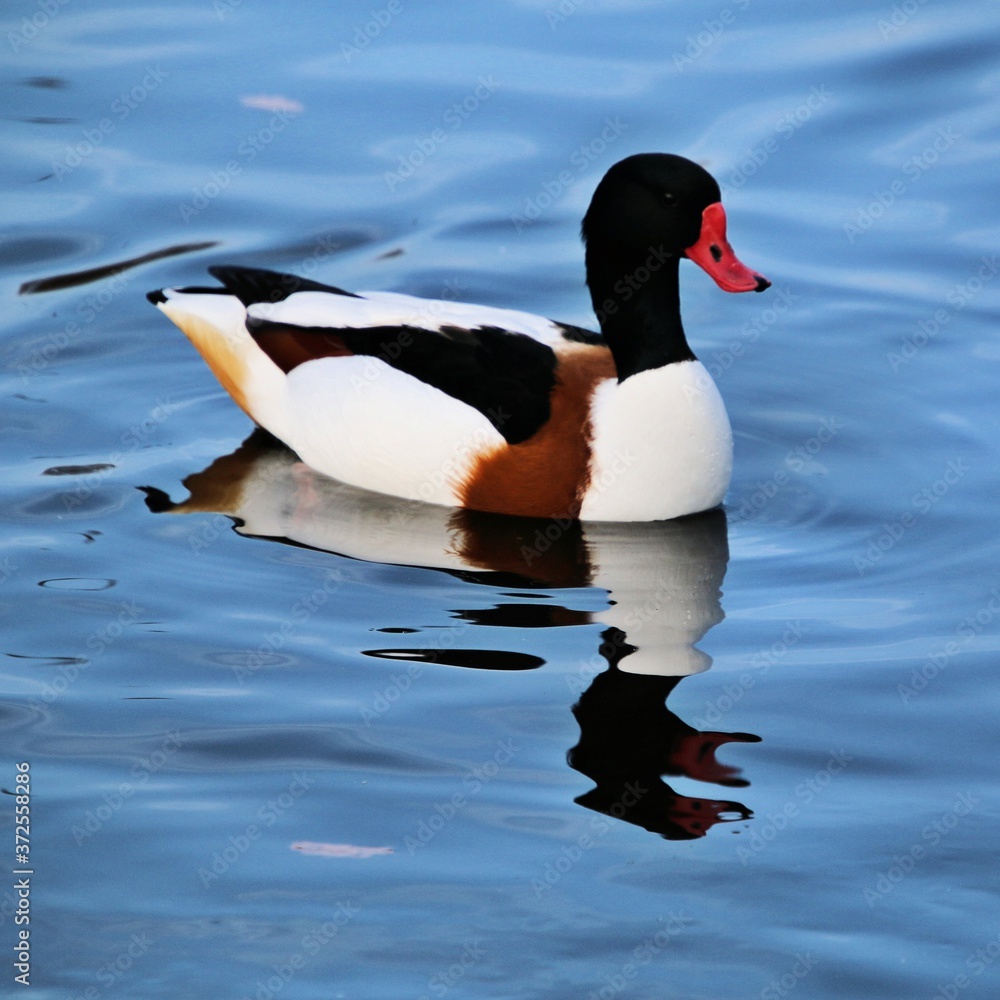A view of a Shelduck A view of a Shelduck