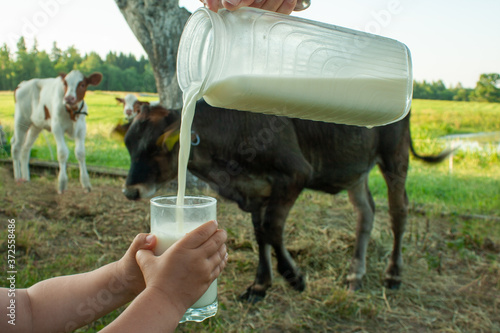 raw milk is poured from a jug into a glass held by children's hands on countryside background with calves of cow
