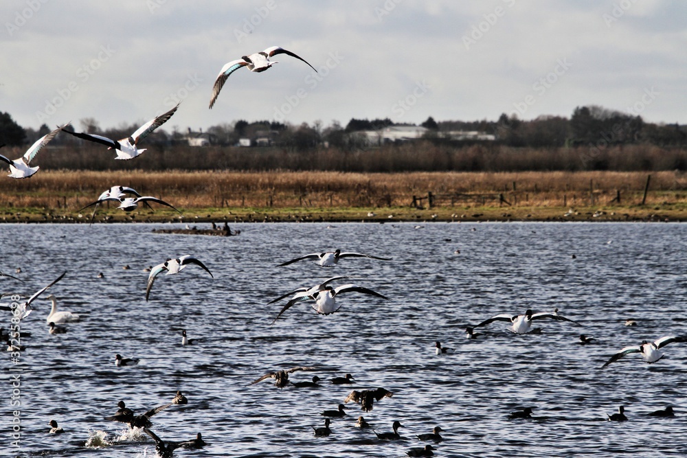 flock of seagulls