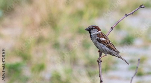 A sparrow in the garden sits on a dry branch on a summer day. © YUABOG