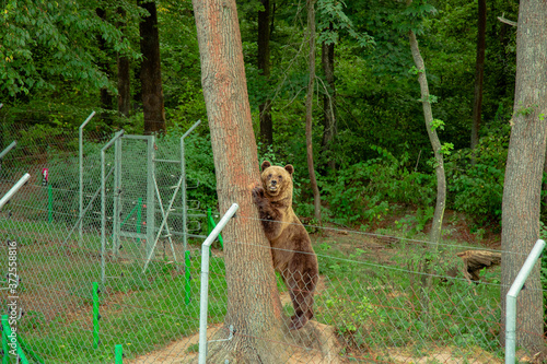 bear big mammal animal photography behind grid in shelter natural environment space