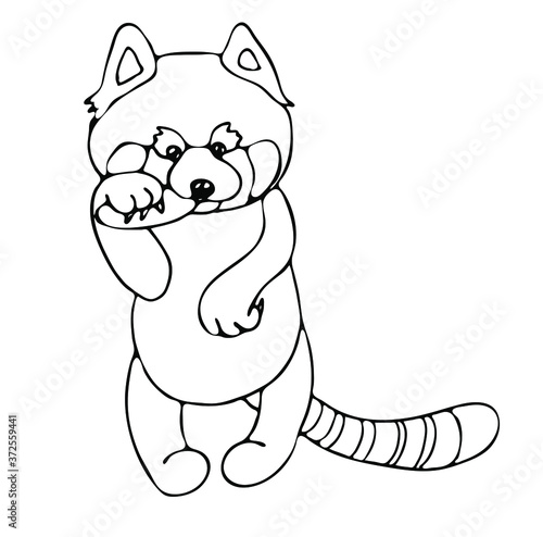 A cute confused red Panda stands on its hind legs and eats, holding a bamboo leaf with its paw .Outline drawing by hand, black and white, linear, isolated on a white background. Coloring