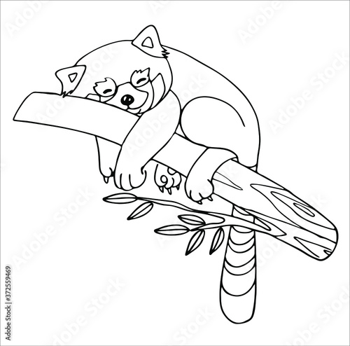 A happy red Panda is lying on a tree branch with its paws hanging down. Very happy and relaxed. Outline drawing by hand, black and white, linear, isolated on a white background. Coloring