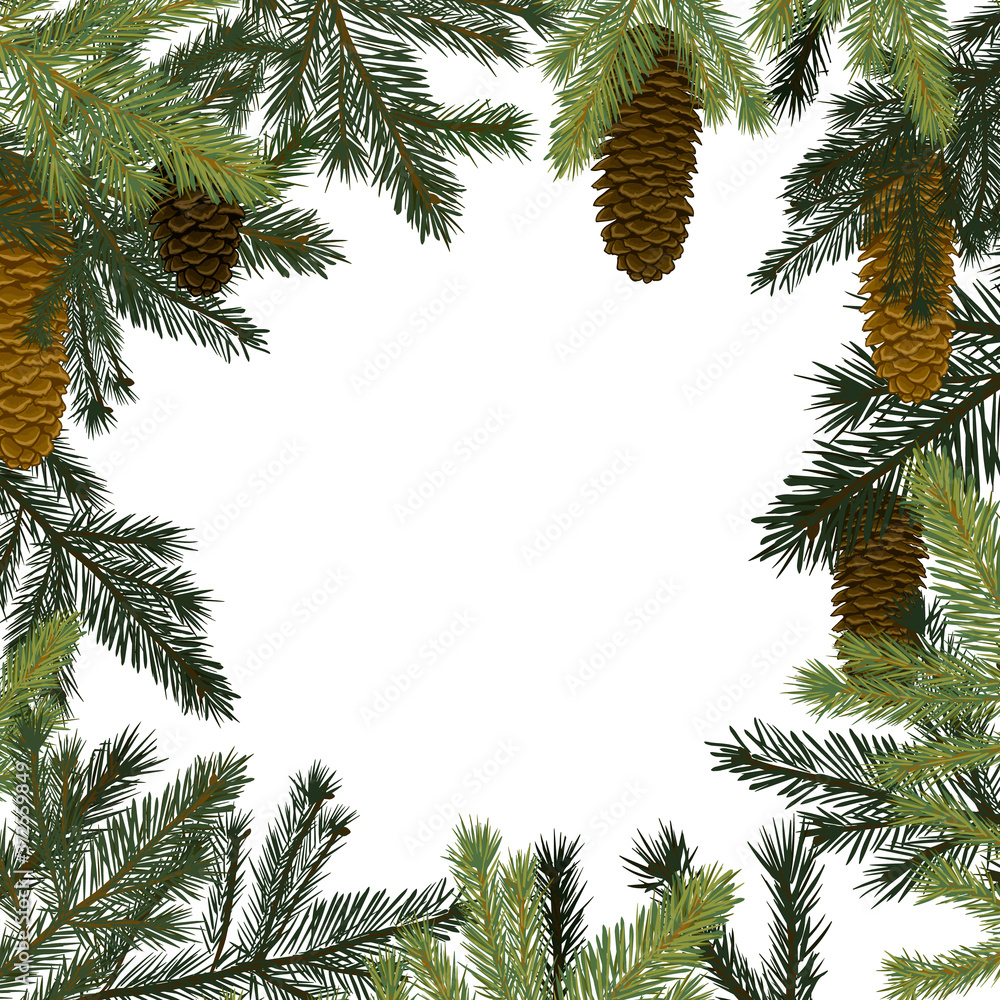 Frame background of spruce twigs with cones. Vector illustration