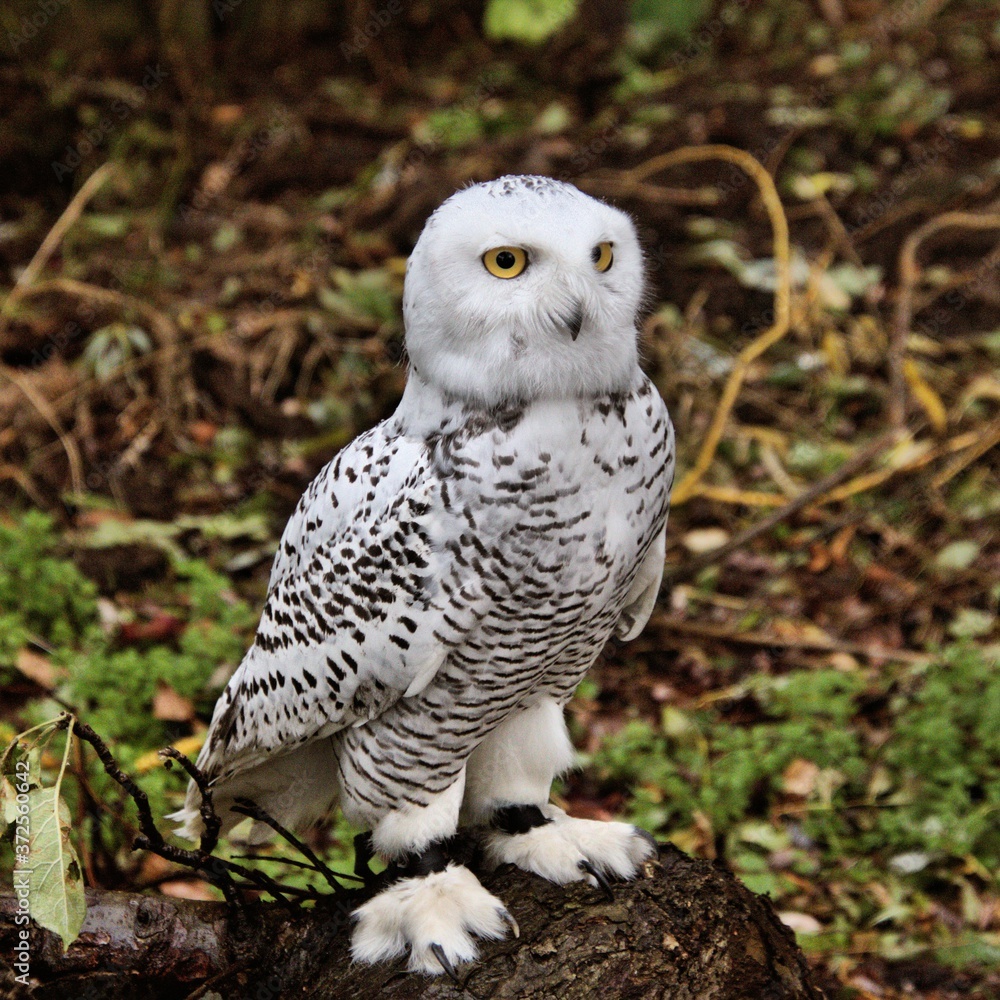 A picture of a Snowy Owl A picture of a Snowy Owl