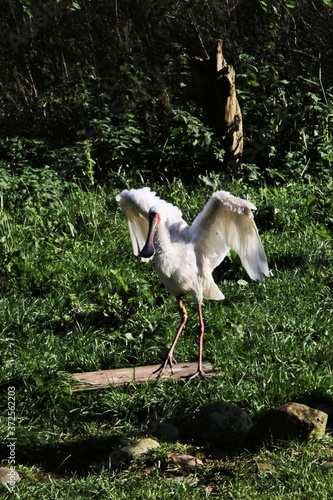 A picture of a Spoonbill