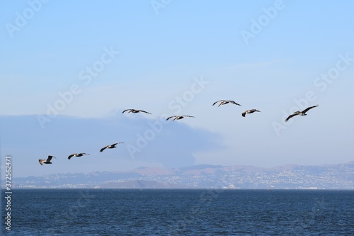 A group of American white pelicans (Pelecanus erythrorhynchos) flying over San Francisco bay © Nafisa