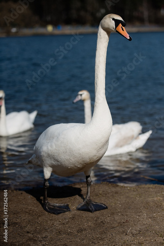 big white swan walks along shore, long-necked bird