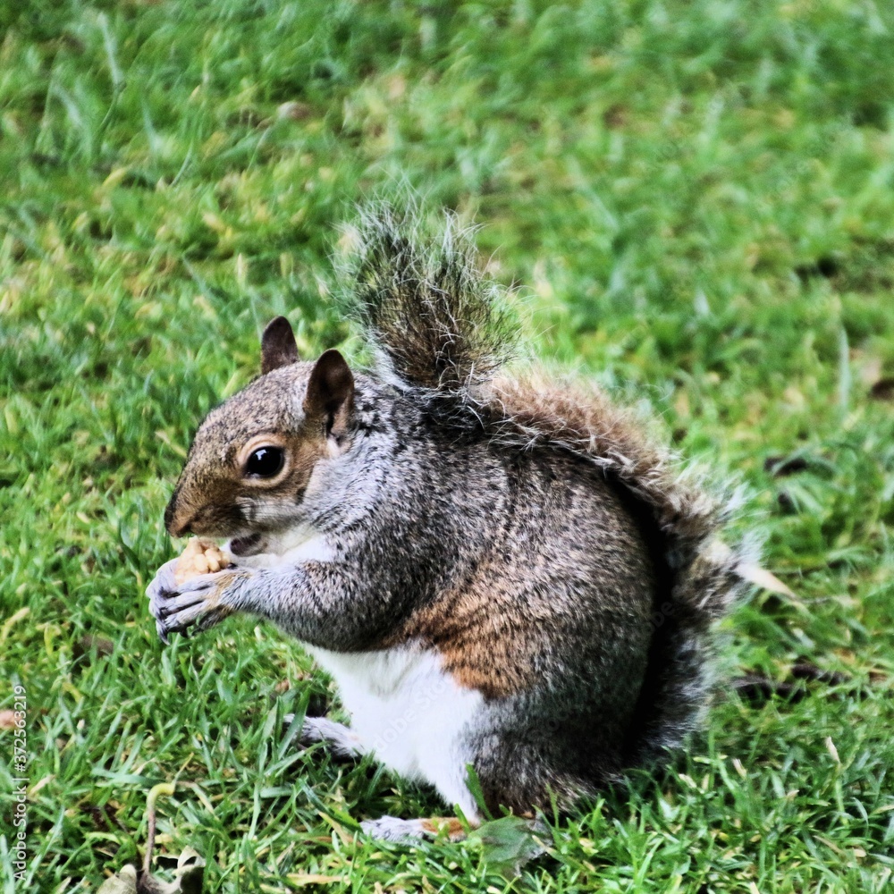 squirrel eating nut squirrel eating nut