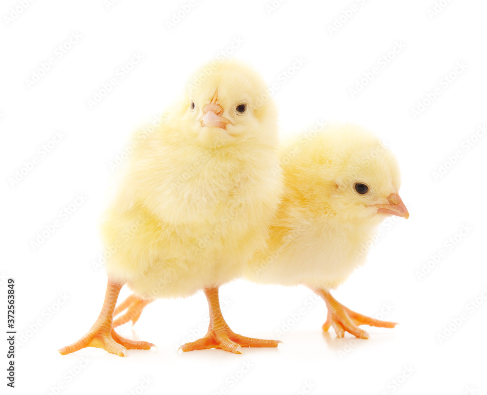 Two small chickens.