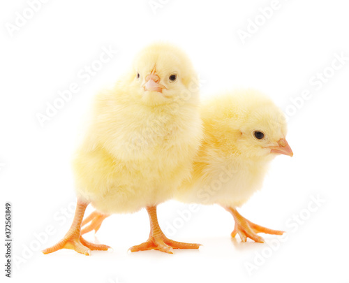 Wallpaper Mural Two small chickens. Torontodigital.ca