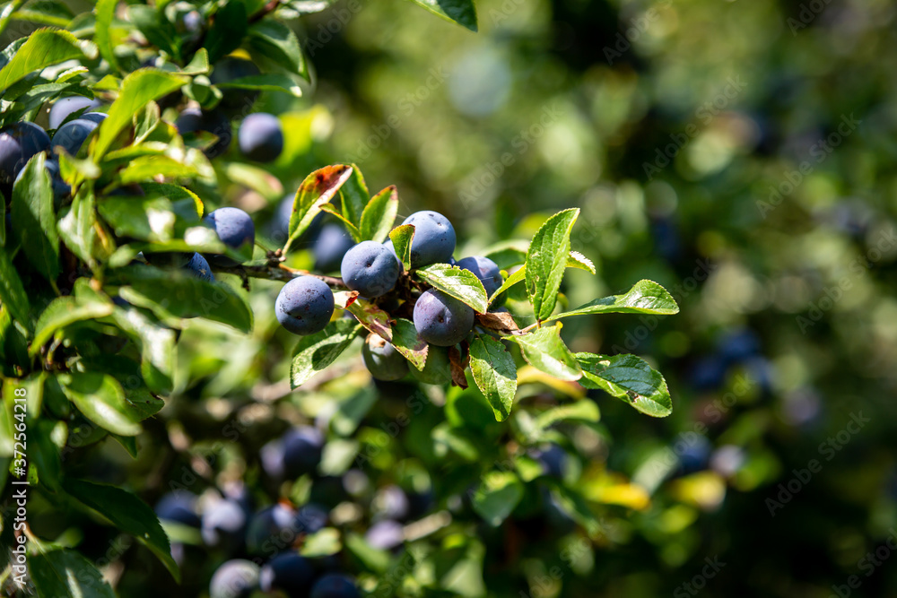 A Blackthorn Bush with Sloe Berries A Blackthorn Bush with Sloe Berries