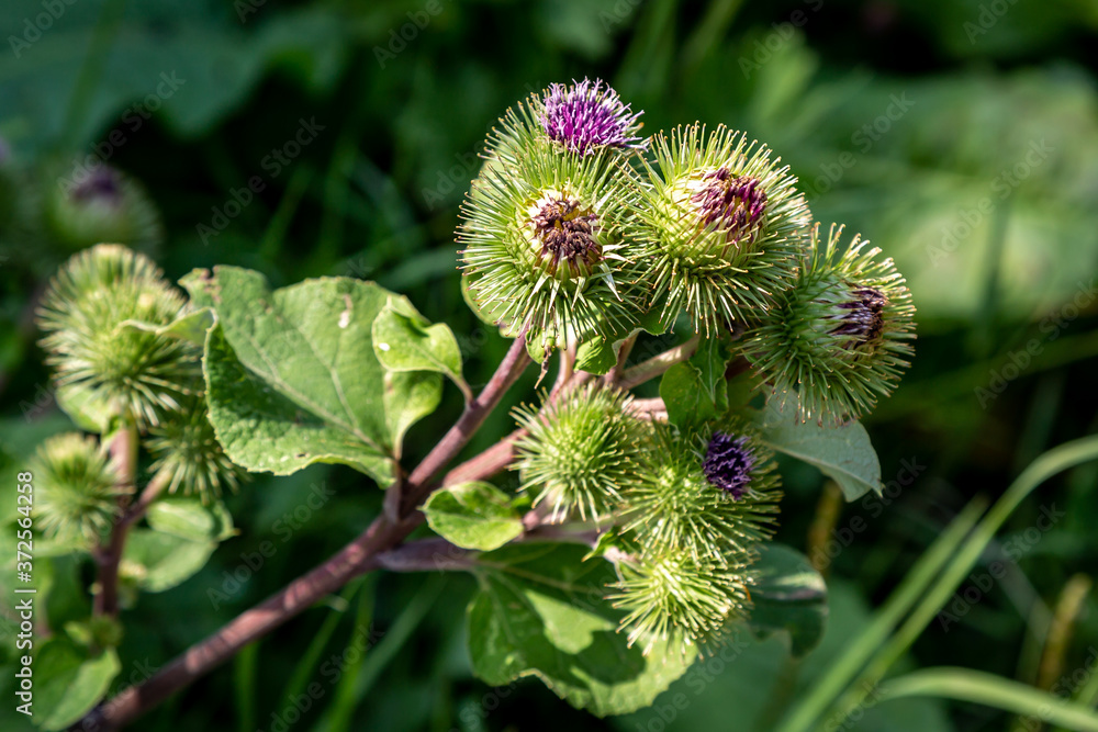 Burdock Growing in the Sussex Countryside Burdock Growing in the Sussex Countryside