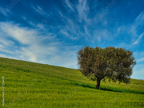 tree in the field