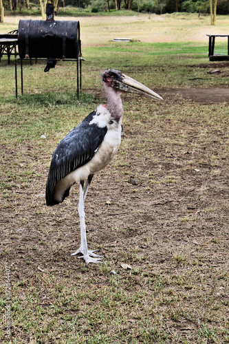 A view of a Maribu Stork photo