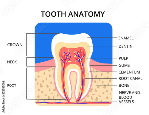 Tooth anatomy infographic. Perfect for medical poster or banner. Vector