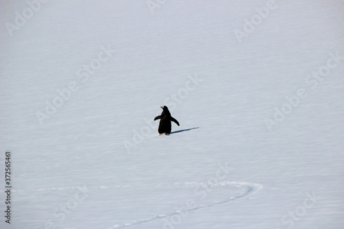 Einsamer Pinguin mitten im Schnee in Antarktis
