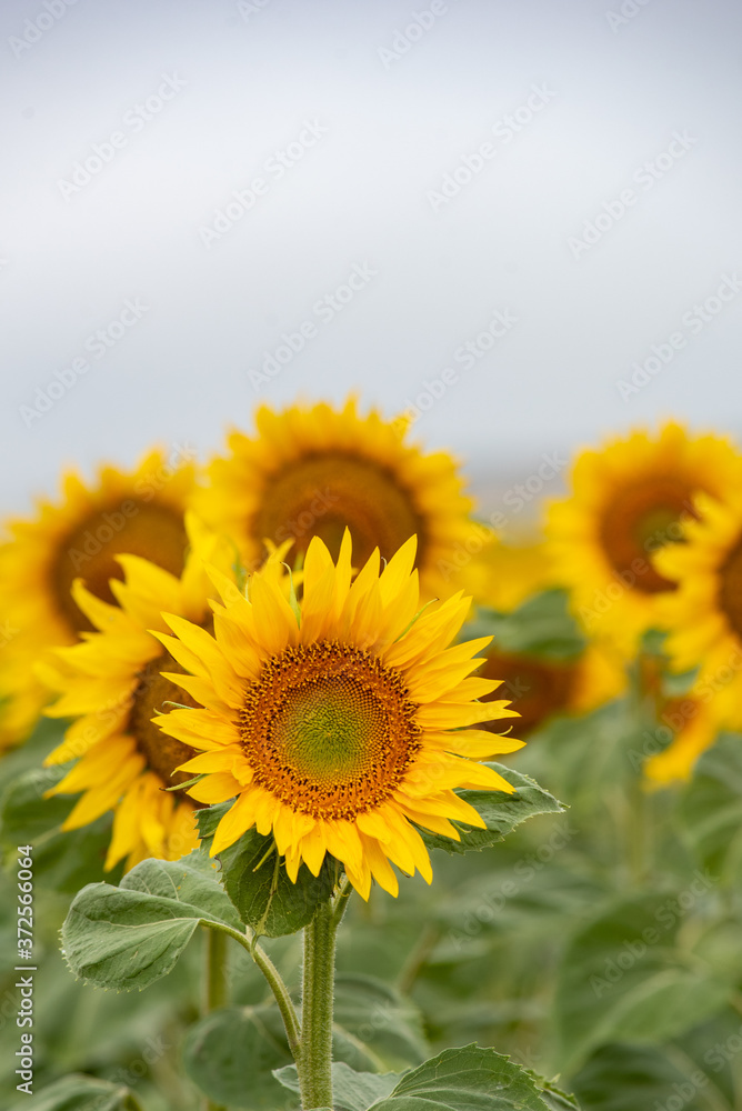 sunflower field in summer