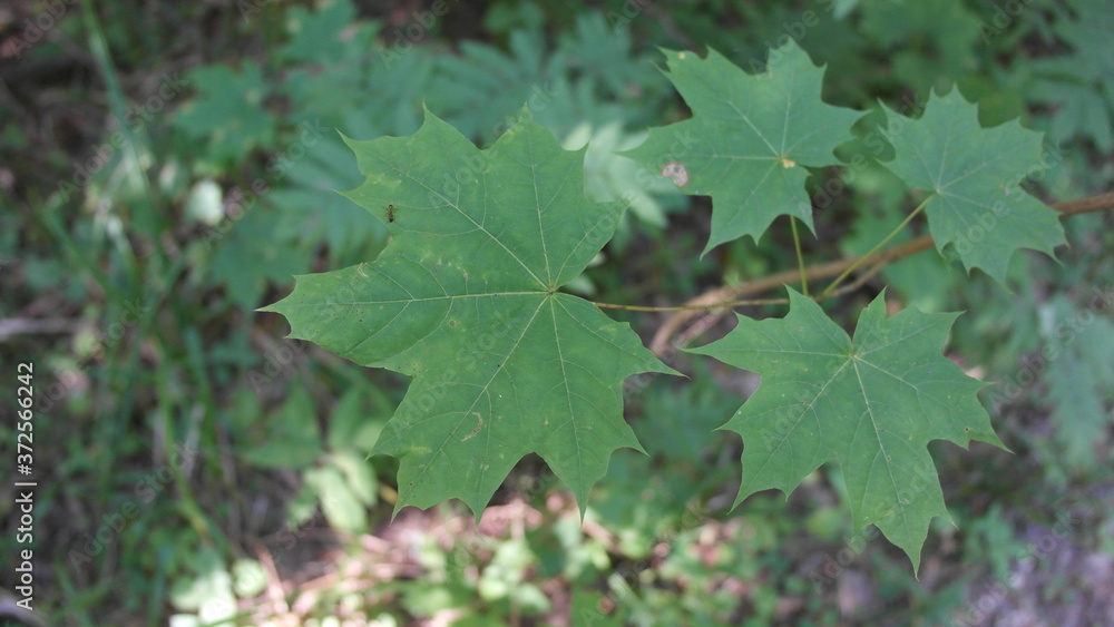 Maple leaves in the forest, background, landscape. Maple leaves in the forest, background, landscape.