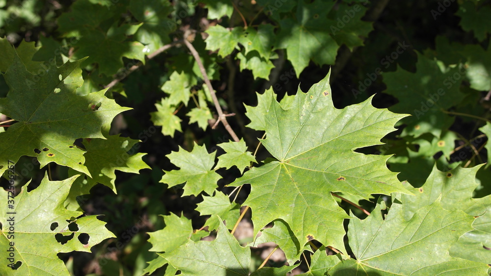 Maple leaves in the forest, background, landscape. Maple leaves in the forest, background, landscape.