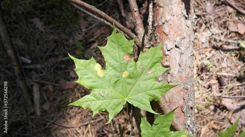 Maple leaves in the forest, background, landscape.