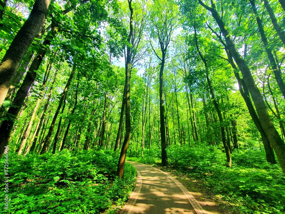 Fototapeta premium footpath in the forest