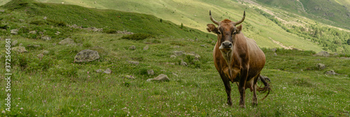 Brown cow in front of mountain landscape. Nature background. Selective focus
