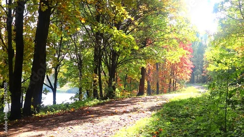 Autumn Park . Landscape autumn sunny park. red maple trees sway in the wind. Beautiful nature.