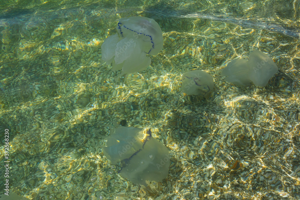 Obraz premium Photos jellyfish in the sea