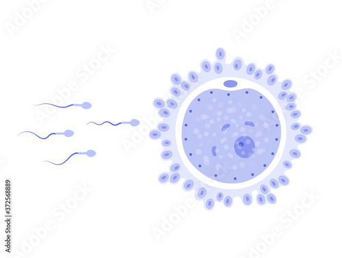 Human fertility concept