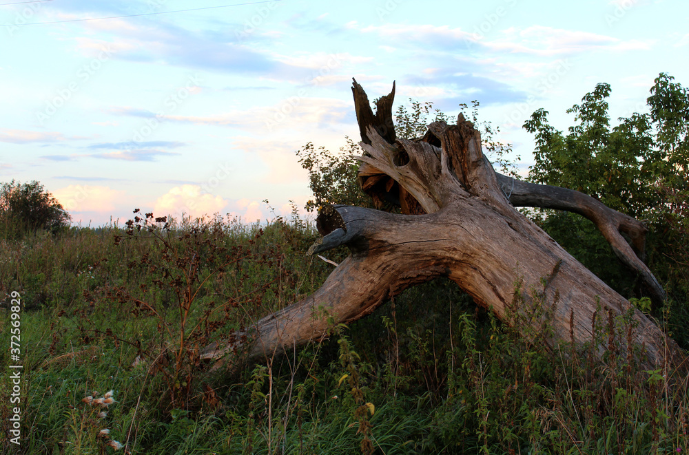 The old broken tree on green grass