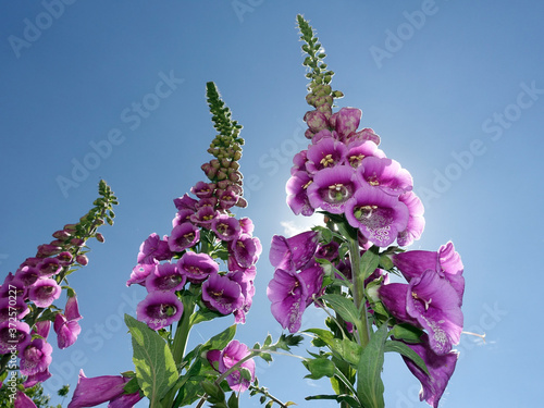 Roter Fingerhut (Digitalis purpurea) - blühende Pflanze photo