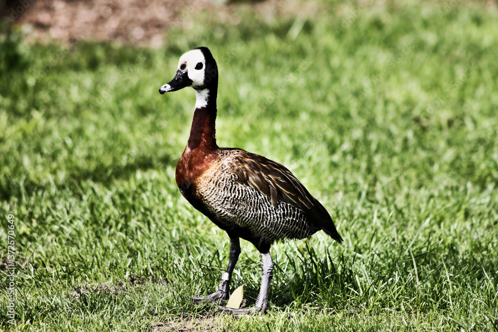 A view of a Whistling Duck A view of a Whistling Duck
