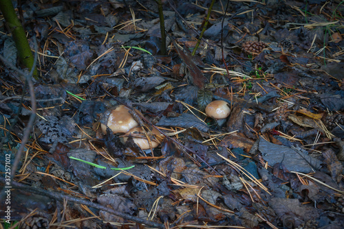 A group of edible boletus mushrooms in the autumn forest close-up.