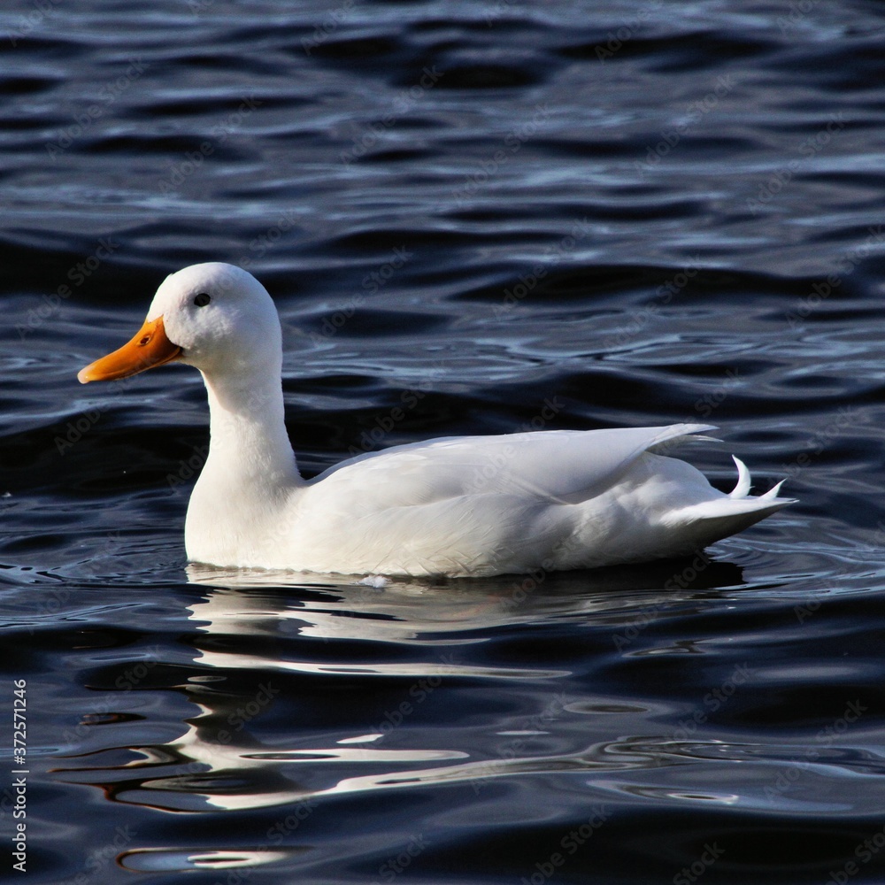 A view of a White Duck