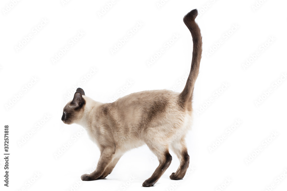 A Thai cat with a curved tail tip on a white background. A Thai cat with a curved tail tip on a white background.