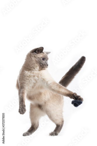 Funny cat Thai breed stands on its hind legs and catches the front paw of the toy