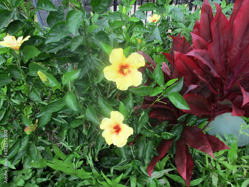 Chinese Hibiscus flower in the park photo